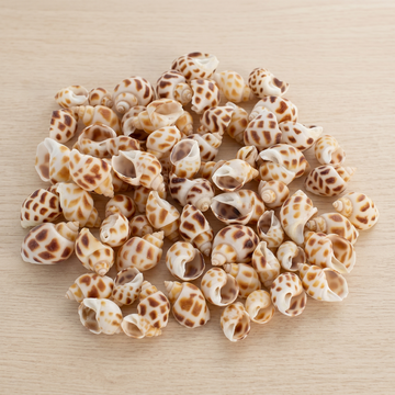 Decorative Natural Sea Shells