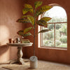 Croton Plant