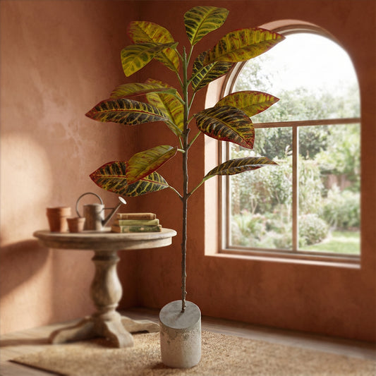 Croton Plant