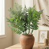 Ferns