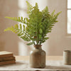 Boston Fern
