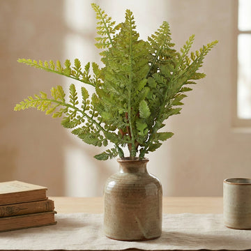 Boston Fern
