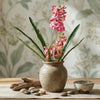 Orchids