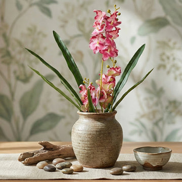 Orchids