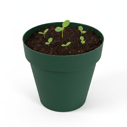 Flower Pot Green