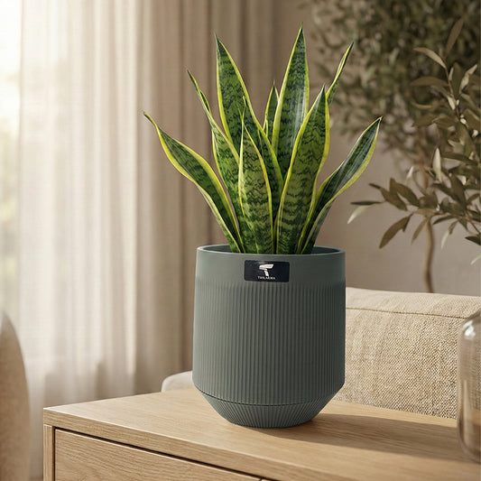 Pot