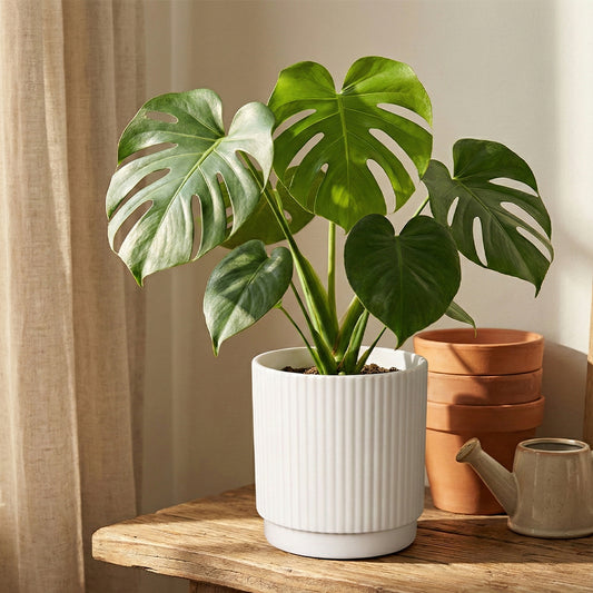 Flower Pot S