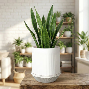Pot