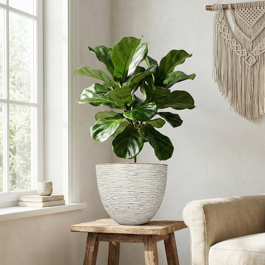 Pot
