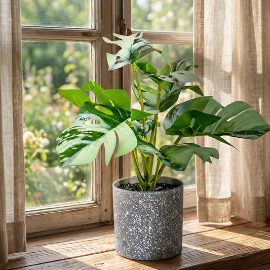 Monstera Pot