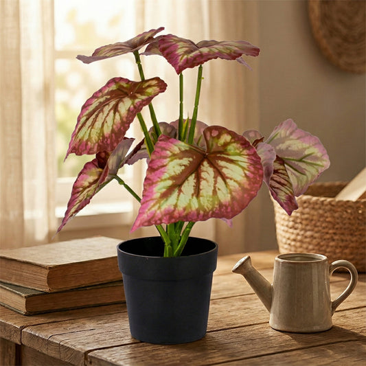 Begonia Pot