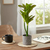 Rub/ Plant Pot