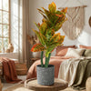 Croton Pot