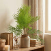Ferns