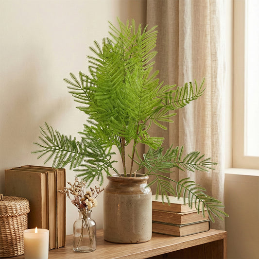Ferns