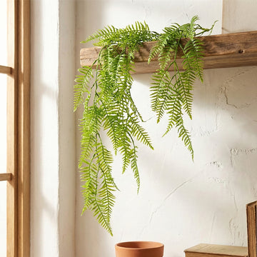 Hang Ferns