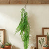 Ferns