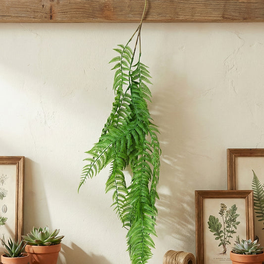 Ferns