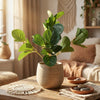 Peperomia