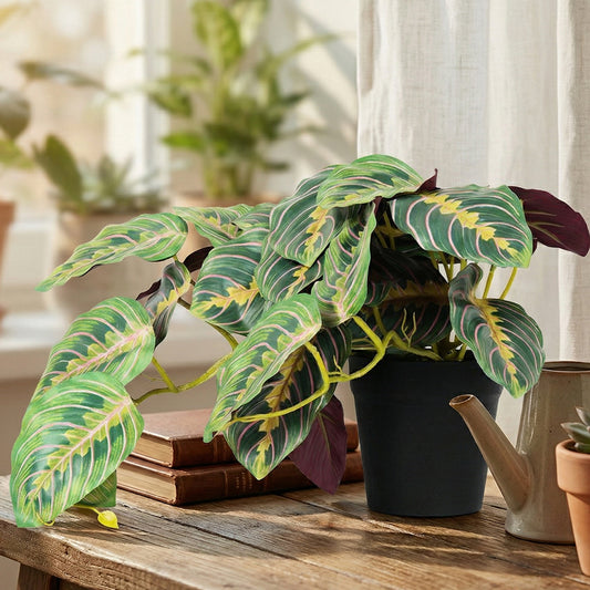Prayer Plant Pot