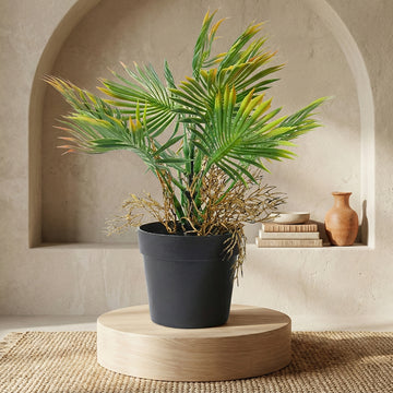 Palm