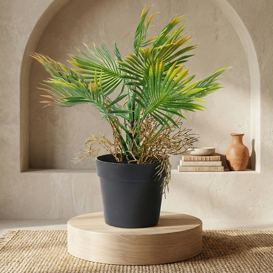 Palm