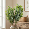Eucalyptus