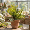 Lemon Button Fern Artificial Plant