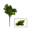 Wooly Bush