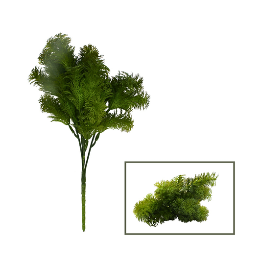 Wooly Bush