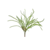 Dryandra