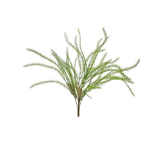 Dryandra