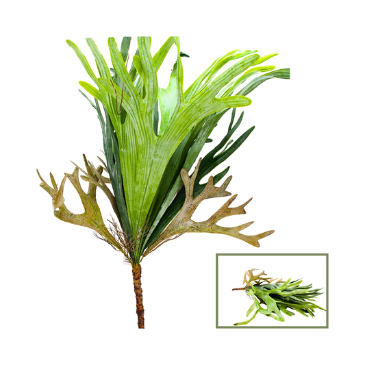 Staghorn