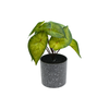 Arrowhead Pot