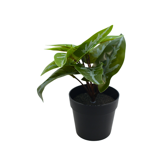 Arrowhead Pot