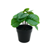 Peperomia Pot