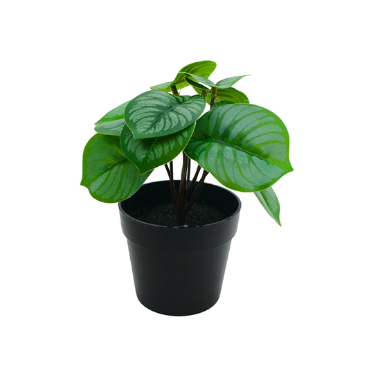 Peperomia Pot