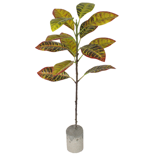 Croton Plant