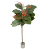 T Teddy Plant