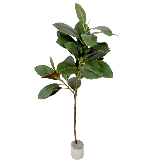 T Teddy Plant