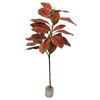 T Teddy Plant