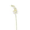 Orchids Flower