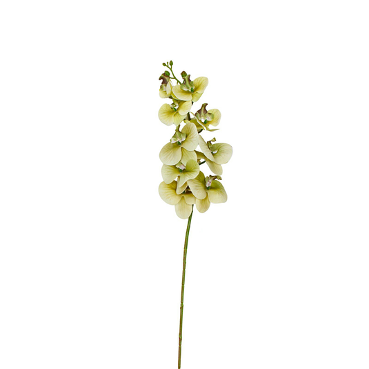 Orchids Flower