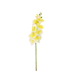 Orchids Flower