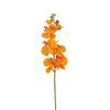 Orchids Flower
