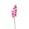 Orchids Flower