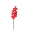 Orchids Flower