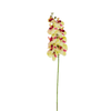 Orchid