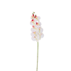 Orchid