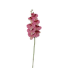 Orchid
